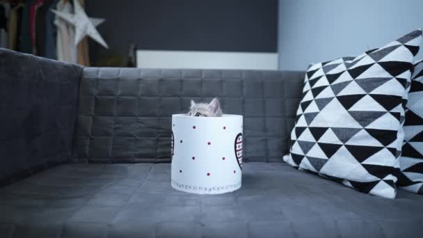 Sevgililer Günü için evde ya da kanepede hediye karton kutusunda İskoç Heteroseksüel Hediye Kedisi. Yavru gri kedi tırmanarak ve dışarı çıkıp hediye kutusuyla oynar. Aşk bayramı için evcil hayvan hediyesi — Stok video