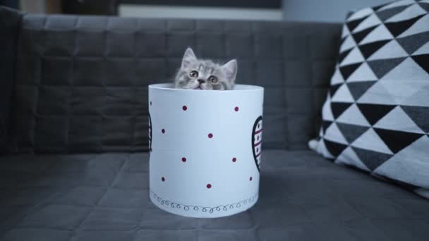 Lindo gato niño de color gris escocés Raza recta en forma de regalo en caja con corazón en casa. Tabby Kitten juega con un envoltorio de regalo en el sofá. Mascota joven mejor regalo. Regalo para el Día de San Valentín — Vídeos de Stock