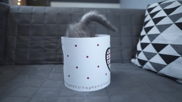 Piccolo gattino di razza Straight scozzese regalo per San Valentino in scatola di cartone regalo a casa o sul divano. Bambino gatto grigio gioca arrampicandosi e uscendo e confezione regalo. Regalo per animali domestici per vacanza di amore — Video Stock