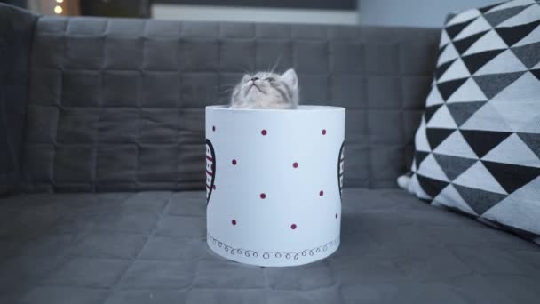 Nettes Katzenkind von grauer Farbe Scottish Straight Rasse in Form von Geschenk in Box mit Herz zu Hause. Tabby Kätzchen spielt mit einer Geschenkverpackung auf der Couch. Junges Haustier bestes Geschenk. Geschenk zum Valentinstag — Stockvideo