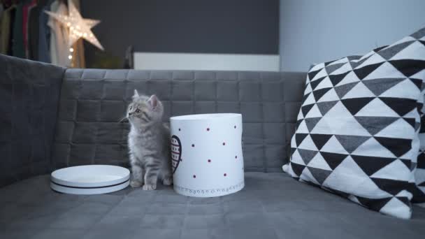 Een vrolijk poesje speelt met een geschenkdoos die thuis op de bank heen en weer kijkt. Een grijs-kleurig kindje kattenkop van naar de Schots Rechte ras zit vermaak met te vak met te hart — Stockvideo