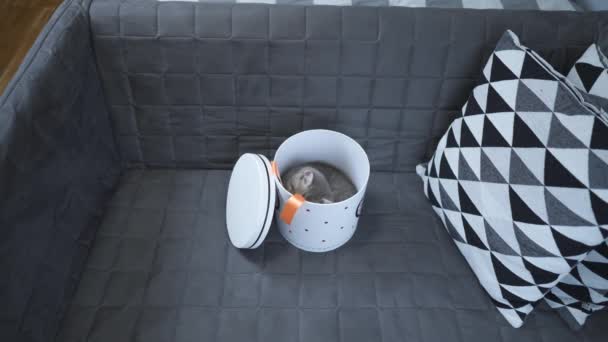 Nettes Katzenkind von grauer Farbe Scottish Straight Rasse in Form von Geschenk in Box mit Herz zu Hause. Tabby Kätzchen spielt mit einer Geschenkverpackung auf der Couch. Junges Haustier bestes Geschenk. Geschenk zum Valentinstag — Stockvideo