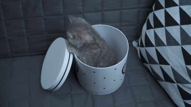 Pequeno gatinho de Scottish Straight presente de raça para o Dia dos Namorados em caixa de papelão presente em casa ou no sofá. Bebê gato cinza joga escalando e saindo e caixa de presente. Presente de animal de estimação de férias de amor — Vídeo de Stock