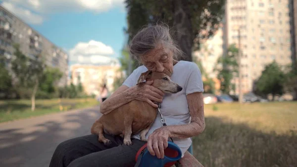 Animal theme is a lonely old woman best friend. Caucasian 90 years old senior female is happy to spend time with her pet small dachshund dog, holding her in her arms, hugging hugs and kisses outdoor.