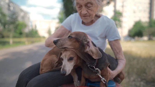 Animal theme is a lonely old woman best friend. Caucasian 90 years old senior female is happy to spend time with her pet small dachshund dog, holding her in her arms, hugging hugs and kisses outdoor.