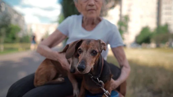 Animal theme is a lonely old woman best friend. Caucasian 90 years old senior female is happy to spend time with her pet small dachshund dog, holding her in her arms, hugging hugs and kisses outdoor.