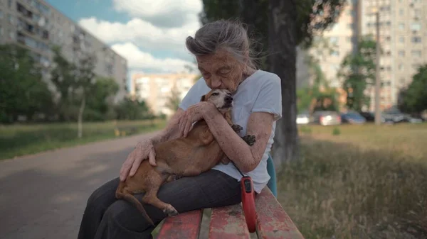 Animal theme is a lonely old woman best friend. Caucasian 90 years old senior female is happy to spend time with her pet small dachshund dog, holding her in her arms, hugging hugs and kisses outdoor.