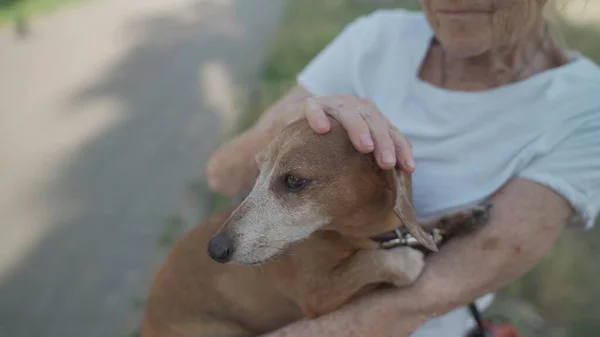 Femeie Vârstă Fericită Deține Câine Mic Dachshund Brațe Zâmbește Îmbrățișări — Fotografie, imagine de stoc