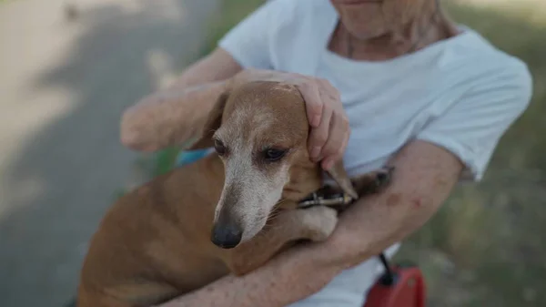 Tema Animalului Este Cea Mai Bună Prietenă Unei Femei Singure — Fotografie, imagine de stoc