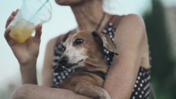 Elderly woman resting on bench on boardwalk with crowd of people with small dachshund dog in her arms and drinks cold drink with ice and straw. Senior female and pet in city drinking juice in summer — Stock Video
