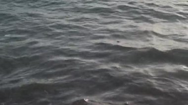 Okyanustaki plastik kirliliği. Kirli deniz kirliliği, suda yüzen bir sürü çöp, plastik şişeler, çöp ve diğer ıvır zıvırlar. Su israfı Deniz kirli suları. Gezegen kirliliği, ekolojik sorun