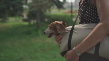 Rahat seyahat, macera ya da veterinere gitmek için hayvan taşıyıcı. Küçük köpekler için omuz çantası. Yaşlı kadın, şehirde yürürken yanında dachshund köpeğiyle seyahat çantası taşıyor. Hayvanlarla dostluk