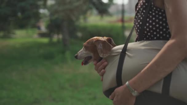 Pet carrier for comfortable travel, adventure or going to vet. Shoulder bag for small dogs. Senior woman owner holding travel bag with dachshund dog while walking in city. Friendship with animals — Stock Video