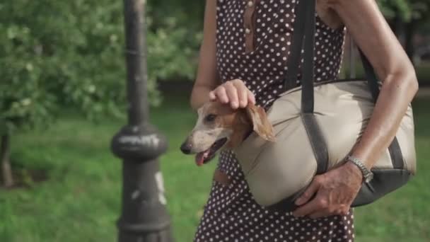 Dachshund llevado en bolsa de mascotas. Lindo perro en bolsa de transporte para mascotas. Mujer mayor caucásica sosteniendo bolsa de transporte con perro mientras camina por la calle. Propietario de edad avanzada de viajes de animales pequeños con transporte de mascotas en la ciudad — Vídeos de Stock