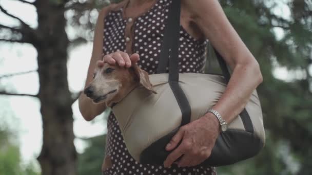 Amistad con los animales, propietaria senior viaja con perro salchicha en bolsa de transporte de mascotas en el hombro en la ciudad. Bolsa de bolso portátil para perros pequeños y una anciana en verano — Vídeo de stock