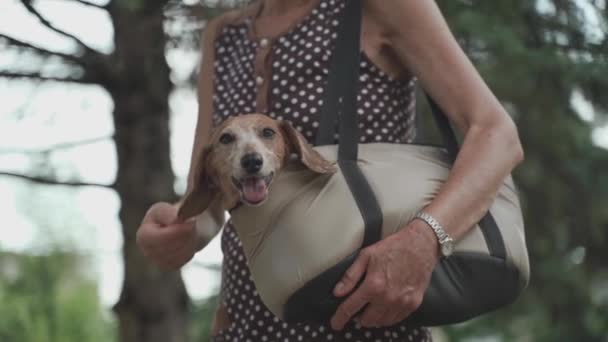 Dachshund带着宠物袋。可爱的狗在宠物箱。白人老年妇女牵着狗提包走在街上。城市中与宠物狗一起旅行的小动物的老主人 — 图库视频影像