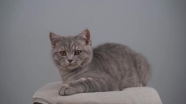 Gri bir arka planda genç gri bir İngiliz kedisinin portresi. Sarı gözlü soylu kedi yavrusu İskoç düz şirin ve komik bir cins, gri duvar arkasında. En sevdiği hayvan.