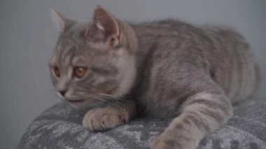 Gri bir arka planda genç gri bir İngiliz kedisinin portresi. Sarı gözlü soylu kedi yavrusu İskoç düz şirin ve komik bir cins, gri duvar arkasında. En sevdiği hayvan.