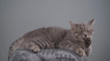 Gri bir arka planda genç gri bir İngiliz kedisinin portresi. Sarı gözlü soylu kedi yavrusu İskoç düz şirin ve komik bir cins, gri duvar arkasında. En sevdiği hayvan.