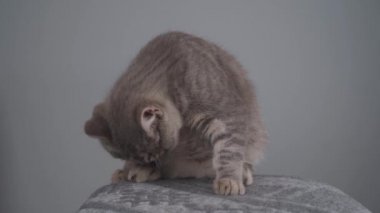 Gri bir arka planda genç gri bir İngiliz kedisinin portresi. Sarı gözlü soylu kedi yavrusu İskoç düz şirin ve komik bir cins, gri duvar arkasında. En sevdiği hayvan.