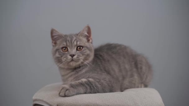 Joven macho gris tabby gato crianza escocés recta con amarillo ojos en silla en estudio. Retrato de gatito lindo gato gris rayas adolescente posando en taburete contra fondo de pared gris — Vídeos de Stock