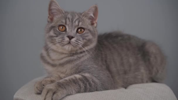 스코틀란드 직종의 노란 눈을 가진 회색 빛깔의 귀여운 어린 고양이는 회색 바탕에 놓인 의자에서 즐거움을 얻는다. 영국의 짧은 새끼 고양이가 놀고 씻고 있습니다. 연약 한 애완 동물 주제 — 비디오