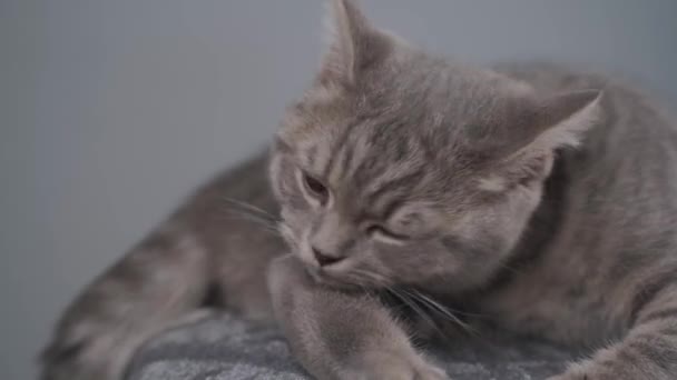 Um gato jovem bonito da cor cinza com olhos amarelos da raça Direita escocesa adquire o prazer em uma cadeira em um fundo cinza. Gatinho encurtado britânico está jogando e lavando. Tema de animais de estimação indefesos — Vídeo de Stock