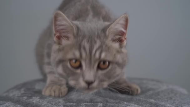 Joven macho gris tabby gato crianza escocés recta con amarillo ojos en silla en estudio. Retrato de gatito lindo gato gris rayas adolescente posando en taburete contra fondo de pared gris — Vídeos de Stock