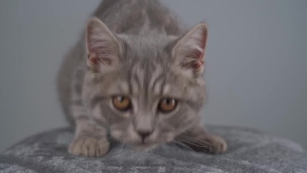 Jovem macho cinza gato tabby raça escocês em linha reta com olhos amarelos na cadeira em estúdio. Retrato de gatinho de estimação bonito adolescente listrado cinza posando em banquinho contra fundo de parede cinza — Vídeo de Stock