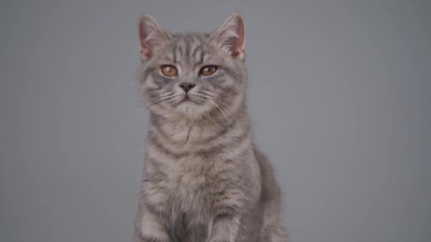 Тема животных. Симпатичный молодой шотландский прямоходящий кот серого цвета с желтыми глазами играет на сером фоне. Котёнок британской породы беззаботно сидит на стуле. Питомцы требуют заботы и любви от своих хозяев — стоковое видео