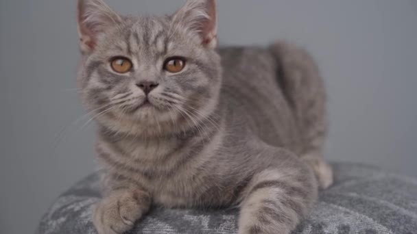 Портрет молодого серого кота британской породы на сером фоне. Родословная котенка с жёлтыми глазами шотландская прямая милая и смешная порода на сером фоне стены. Любимое животное — стоковое видео