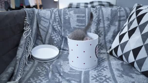 Pequeno gatinho de Scottish Straight presente de raça para o Dia dos Namorados em caixa de papelão presente em casa ou no sofá. Bebê gato cinza joga escalando e saindo e caixa de presente. Presente de animal de estimação de férias de amor — Vídeo de Stock