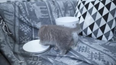 Neşeli bir kedi yavrusu evde kanepeye bakıp duran bir hediye kutusuyla oynuyor. İskoç soyundan gri renkli bir çocuk kedi kalbi olan bir kutuyla eğleniyor.