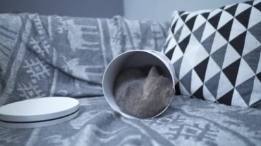 Sevgililer Günü için evde ya da kanepede hediye karton kutusunda İskoç Heteroseksüel Hediye Kedisi. Yavru gri kedi tırmanarak ve dışarı çıkıp hediye kutusuyla oynar. Aşk bayramı için evcil hayvan hediyesi