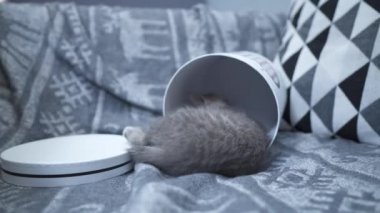 Neşeli bir kedi yavrusu evde kanepeye bakıp duran bir hediye kutusuyla oynuyor. İskoç soyundan gri renkli bir çocuk kedi kalbi olan bir kutuyla eğleniyor.