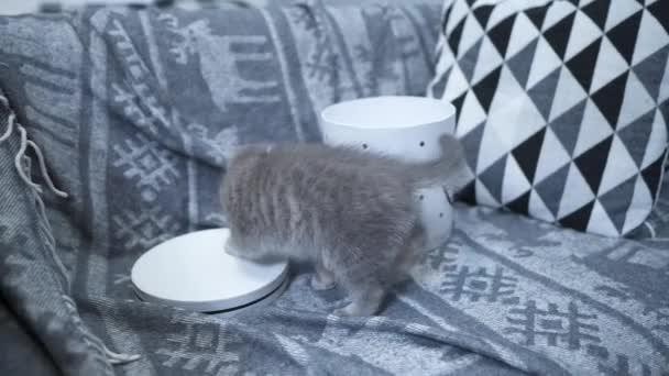 쾌활 한 새끼 고양이는 쇼우 에 있는 집 안팎을 들여다보면서 선물 상자를 가지고 놉니다. 회색을 띤 스코틀랜드 직립 종의 아이 고양이가 가슴이 달린 상자를 가지고 재미있게 놀고 있다. — 비디오