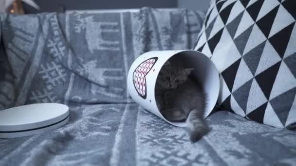 Симпатичный кот серого цвета шотландской прямой породы в виде подарка в коробке с сердцем дома. Табби-котенок играет с подарочной упаковкой на диване. Лучший подарок для питомца. Подарок ко Дню Святого Валентина — стоковое видео