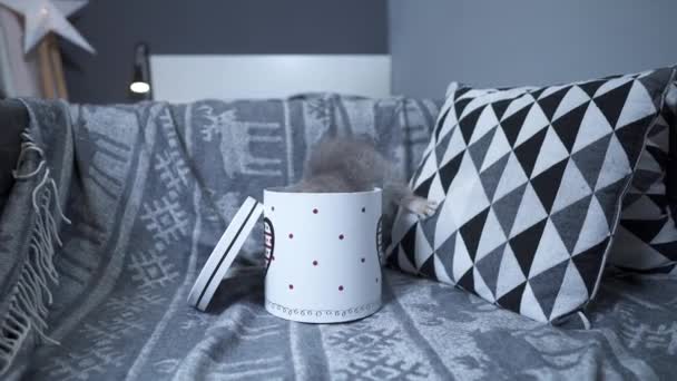 Забавный серый шотландский прямой котёнок играет в прыжки и смотрит из подарочной коробки с сердцем на диване дома. Смешной котенок Тэбби балует с подарочной упаковкой. Китти выглядывает из подарочной коробки. Подарок для животных — стоковое видео