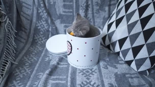 Lindo gato niño de color gris escocés Raza recta en forma de regalo en caja con corazón en casa. Tabby Kitten juega con un envoltorio de regalo en el sofá. Mascota joven mejor regalo. Regalo para el Día de San Valentín — Vídeos de Stock