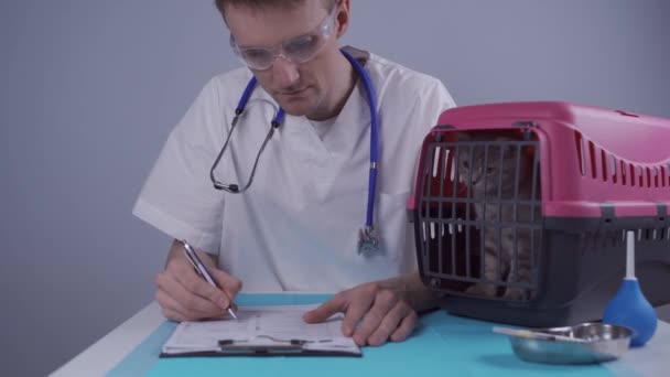 Hayvan doktoruyla veteriner kliniğinin muayene masasında. Beyaz takım elbiseli erkek veteriner muayene masasında notlar alıyor ve İskoç heteroseksüel kediyle eğleniyor. — Stok video