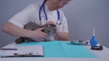 Tema, evcil hayvanlara bakım ve muamele. Erkek bir veteriner, hayvan kliniğindeki bir masada kedi yavrusunu muayene etmeye çalışır. Komik İskoç Heteroseksüel kedi evcil hayvanlar için hastane randevusunda