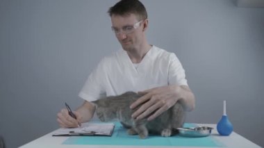 Steteskoplu veteriner hayvan kliniğindeki komik İskoç heteroseksüel kediyi muayene etmeye çalışıyor. Veteriner evcil hayvan kliniğinde kedi yavrusunu muayene ediyor. Veteriner kedi hastanesi kontrolü