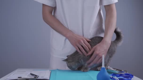 Молодой врач-ветеринар пытается осмотреть, аускулируя кошку со стетоскопом непослушного смешного котенка на столе в клинике для животных. Вет ухаживает за симпатичной кошкой-табби в больнице для домашних животных — стоковое видео
