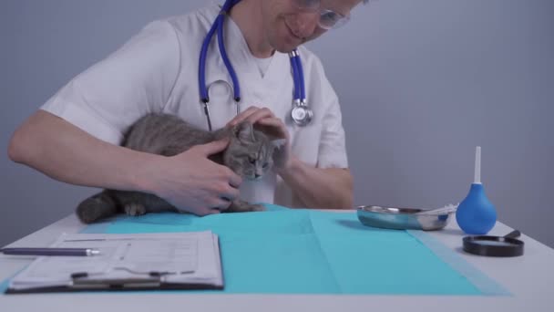 Temaet er pleje, behandling af kæledyr. En mandlig dyrlæge forsøger at undersøge en rastløs killing på et bord på en dyreklinik. Funny Scottish Straight kat på et hospital aftale for kæledyr – Stock-video