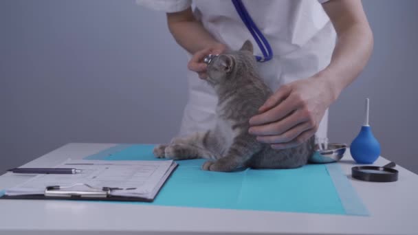 Joven médico veterinario tratando de examinar, auscultar gato con estetoscopio gatito divertido travieso en una mesa en una clínica de animales. Veterinaria cuidar de un lindo tabby escocés recta gato en animal doméstico hospital — Vídeos de Stock