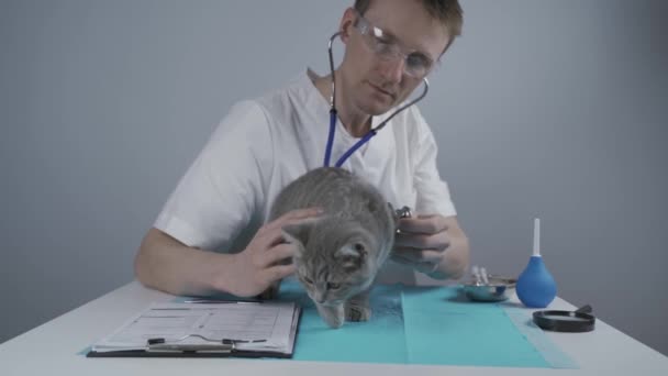 Veterinarian with stethoscope trying examine funny naughty scottish straight kitten on table in animal clinic. Veterinarian examining fidget kitten at pet clinic. Veterinarian cat hospital checkup — Stock Video