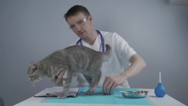 Тема - забота, лечение домашних животных. Мужчина-ветеринар пытается осмотреть котенка на столе в ветеринарной клинике. Смешной шотландский натурал на приеме у врача для домашних животных — стоковое видео