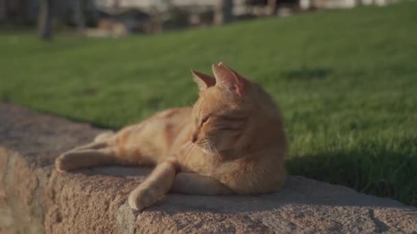 Um gato de gengibre bonito adulto com uma orelha danificada se aquecendo no pôr do sol em um gramado verde em cyprus. Retrato de um belo gato de gengibre com uma orelha ruim, com um pedaço de orelha mordida em uma luta — Vídeo de Stock