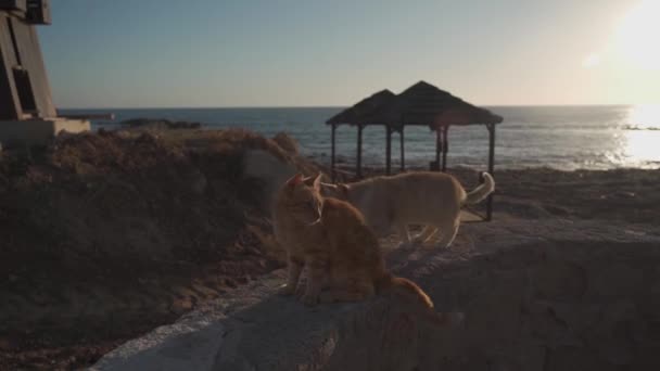 Dvě roztomilé zázvorové kočky na pozadí Středozemního moře v cypru při západu slunce. Kočičí pár, kočičí láska. Bezdomovci, pouliční zvířata — Stock video