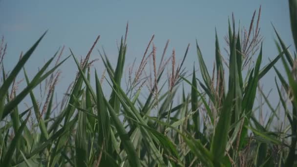 Complexo agro-industrial, produção agrícola milho culturas que crescem na região de Bretagne França. Agricultura e produção vegetal, explorações agrícolas no Norte da Europa. Colheita de milho em campos prontos para serem colhidos — Vídeo de Stock